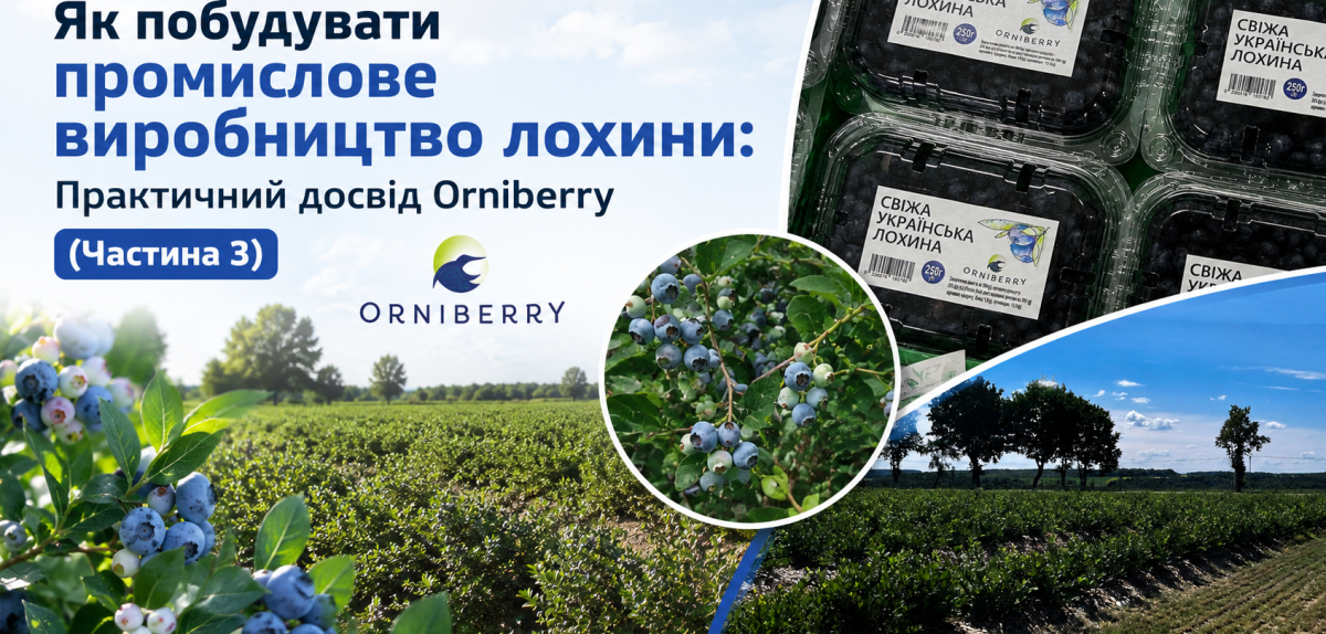 Як побудувати промислове виробництво лохини: досвід Orniberry (Частина 3)